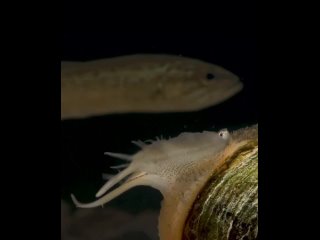 lampsilis ovata video by joelsartore /biology